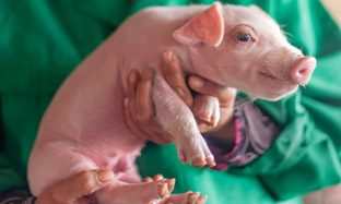 El agua de bebida: Vehículo eficaz en los tratamientos porcinos